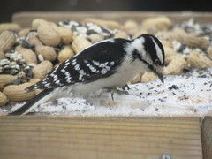 Dryobates pubescens