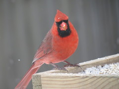 Cardinalis cardinalis