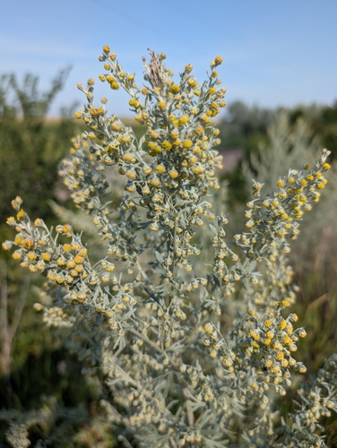absinthe wormwood