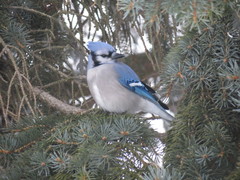 Cyanocitta cristata