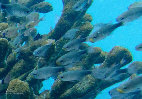 Taeniamia macroptera observed 2025-07-31