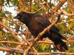 Corvus brachyrhynchos