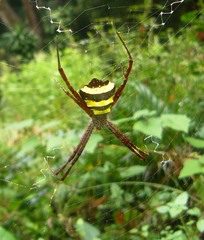 Argiope taprobanica