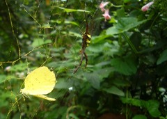Argiope taprobanica