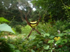 Argiope taprobanica