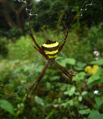 Argiope taprobanica