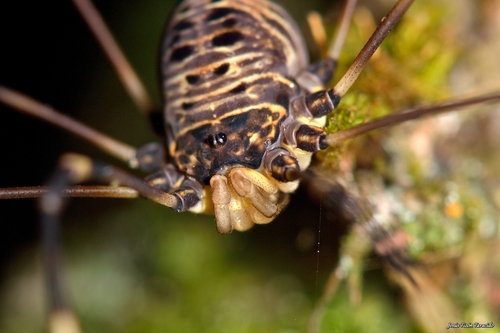 Gyas titanus