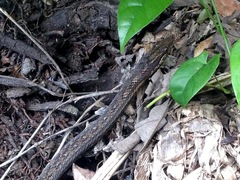 Alsophis rufiventris