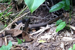 Alsophis rufiventris