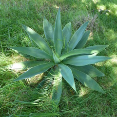 Agave attenuata