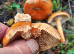 Lactarius subviscidus