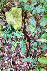 Alsophis rufiventris