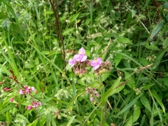 Tradescantia gigantea
