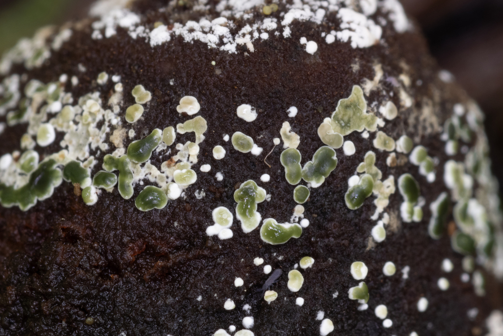 Myrothecium simplex