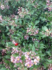 Malpighia glabra