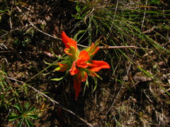 Castilleja glandulosa