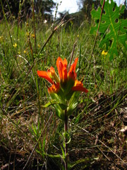 Castilleja glandulosa