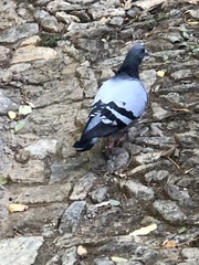 Columba livia domestica