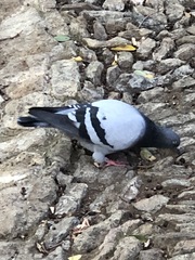 Columba livia domestica