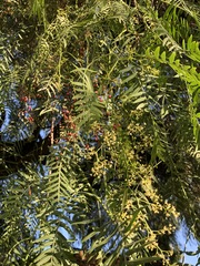 Schinus molle