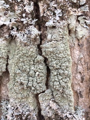 Pertusaria rubefacta