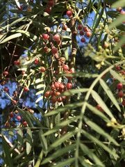 Schinus molle