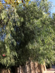 Schinus molle