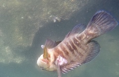 Cephalopholis panamensis