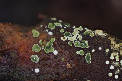 Myrothecium simplex