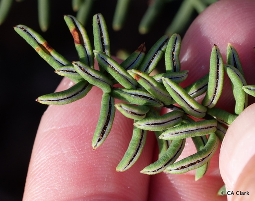 Pellaea ternifolia