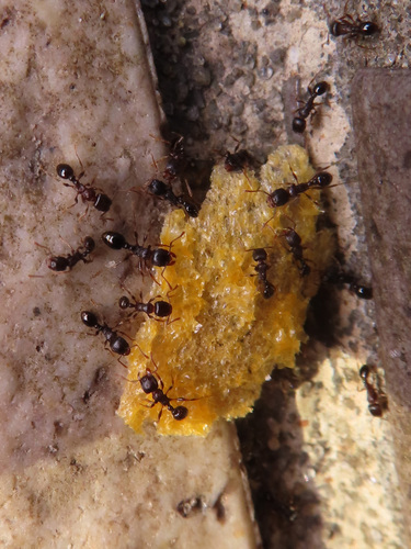 Japanese Pavement Ant