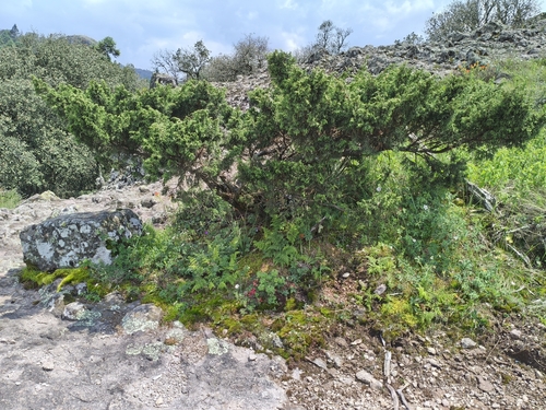 Mexican mountain juniper (Juniperus monticola)