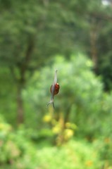 Ratnadvipia irradians