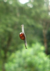 Ratnadvipia irradians