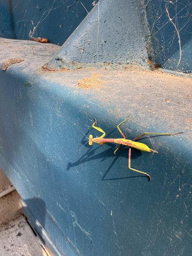 California Mantis