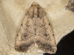 Protoperigea umbricata