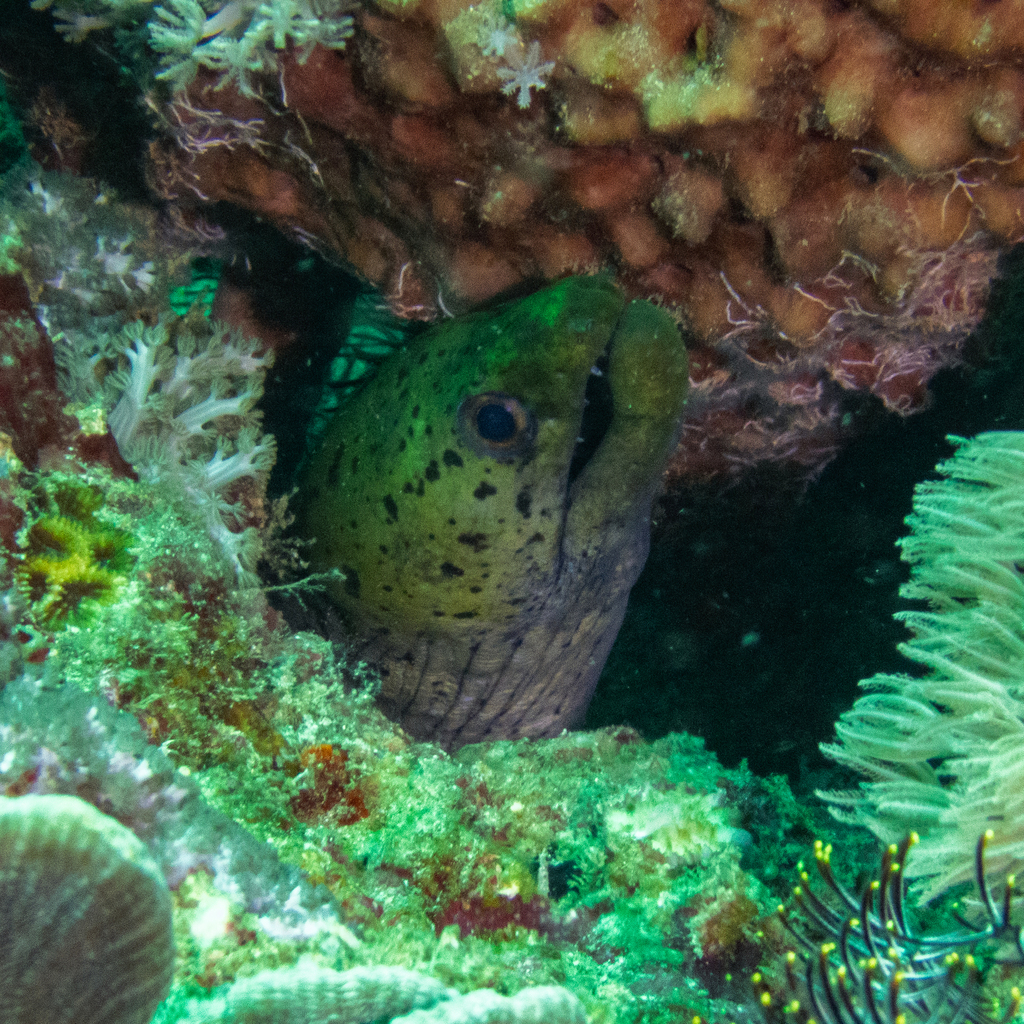 Fimbriated moray