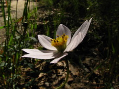Cosmos diversifolius