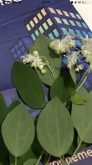 Thalictrum pubescens