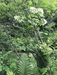 Thalictrum pubescens