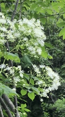 Thalictrum pubescens