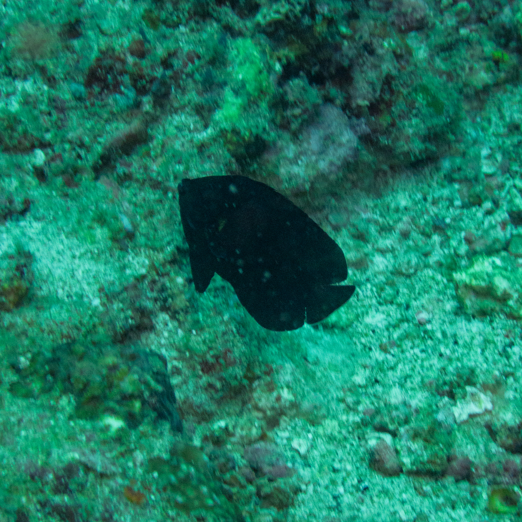 dusky angelfish