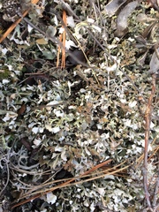 Cladonia turgida
