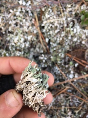 Cladonia turgida