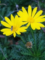 Euryops pectinatus