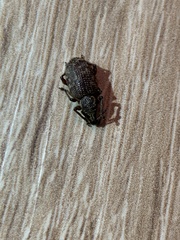 Otiorhynchus sulcatus