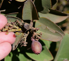 Santalum haleakalae