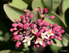 Santalum haleakalae