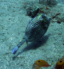 Acanthostracion polygonium