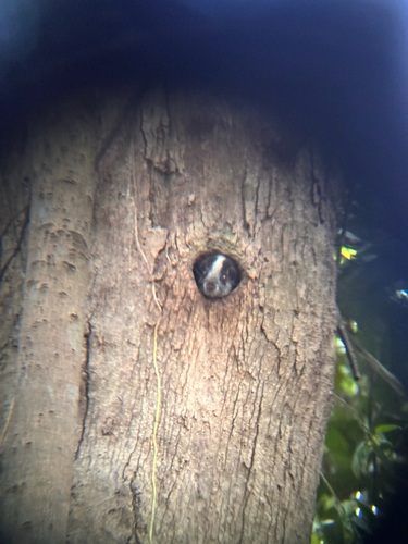 Yellow-crowned Brush-tailed Rat